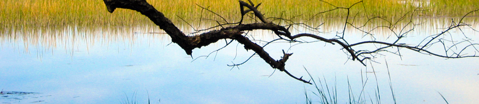 Branch-over-Marsh.jpg