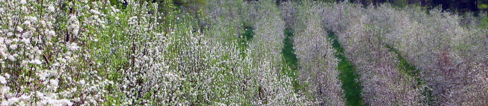 White-Flowering-Tree-Rows.jpg